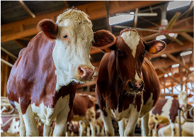 boeuf-lait-eleveur-qui-nous-sommes